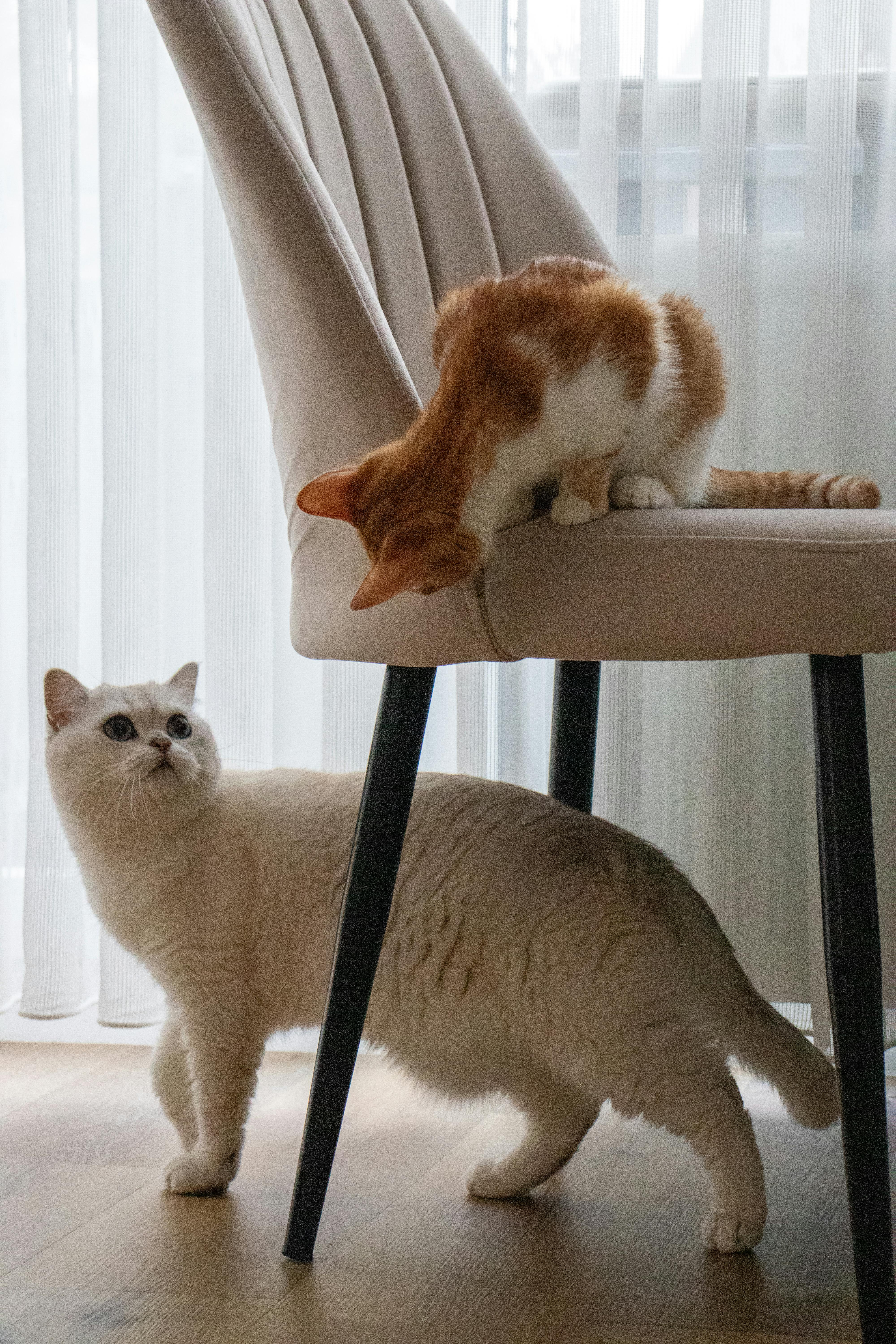 Gatos en casa de familia cuidadora durante el cuidado temporal